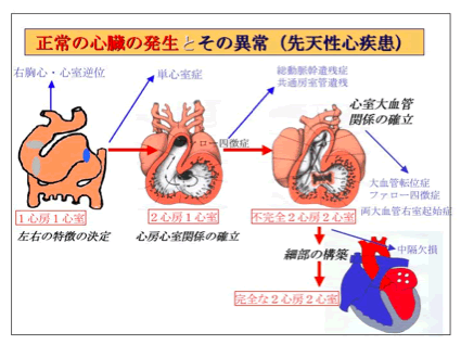正常の心臓の発生とその異常