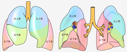 位置 肺 の