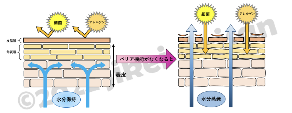 イラスト